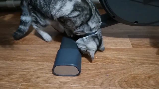КАК ДОСТАТЬ игрушку. Кошка Элька и игрушка смотреть онлайн