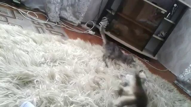 Чудо котэ оба два смотреть онлайн