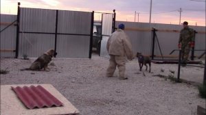 РУТА И ХАН ОХРАНА ТЕРРИТОРИИ, КАВКАЗСКАЯ ОВЧАРКА!