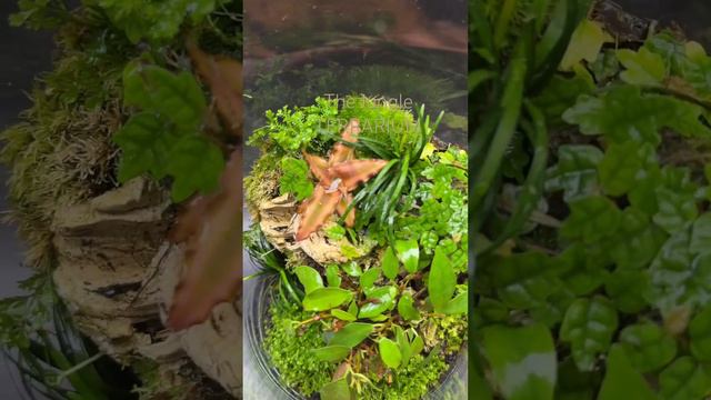 Terrarium mit sternbromelie, selaginella, dwarfmondo nana, anubia, bucephalandra, ficus microcarpha смотреть онлайн