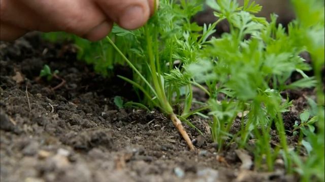 МОРКОВЬ НИИОХ 336 - СРЕДНЕСПЕЛЫЙ ПРИСПОСОБЛЕННЫЙ К ВЫРАЩИВАНИЮ В РЕГИОНАХ С НЕБЛАГОПРИЯТНЫМ КЛИМАТО смотреть онлайн