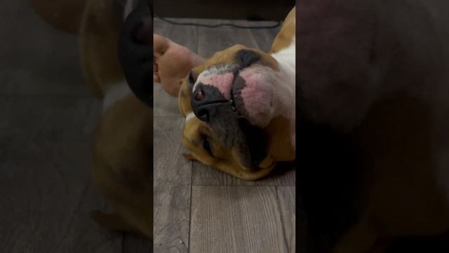 Амстафф или как я завел человека #животные #собака #амстафф #стаффорд #питбуль #питомцы смотреть онлайн