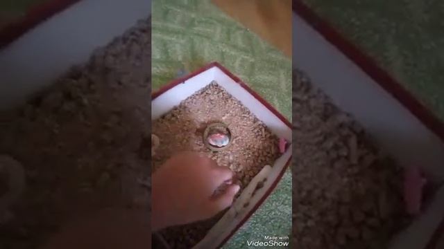 Title Как ухаживать за ракушками! смотреть онлайн