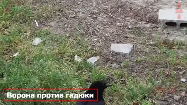 Хищники в деле, размер значения не имеет! Самые эпичные битвы животных за "5 минут" смотреть онлайн