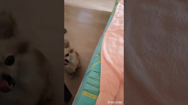 Злая чихуахуа пытается съесть крысенка смотреть онлайн
