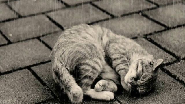 Уродливый кот. Стихотворение Игоря Мазунина смотреть онлайн