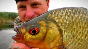 НЕ РЫБАЛКА, А СКАЗКА! ЗАПОВЕДНИК ЧТО ЛИ?  Крупная краснопёрка, толстолоб, гуси, лебеди, утки.