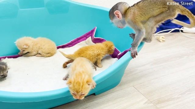 Best babysitter for kittens in the world смотреть онлайн