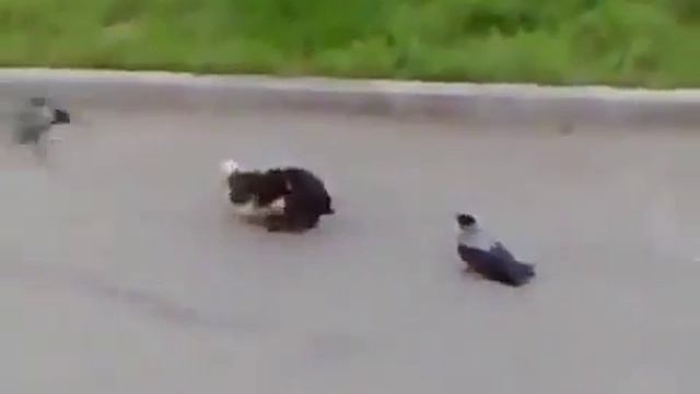 Кошачий нрав! смотреть онлайн