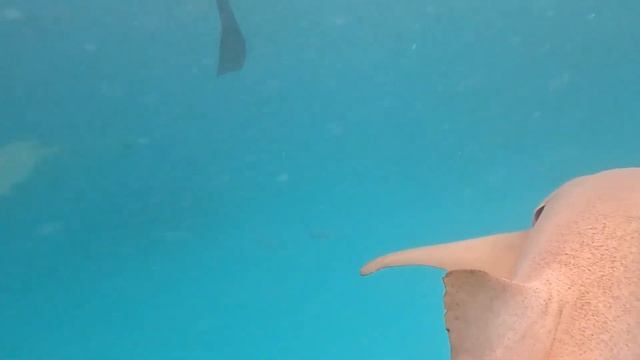 Malahini Shark. Акула — нянька смотреть онлайн