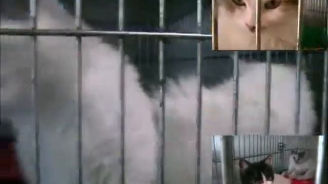 Теплые коты смотреть онлайн