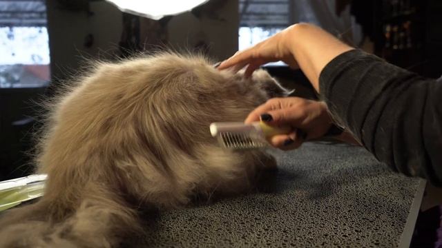 83885 Специализированный колтунорез смотреть онлайн