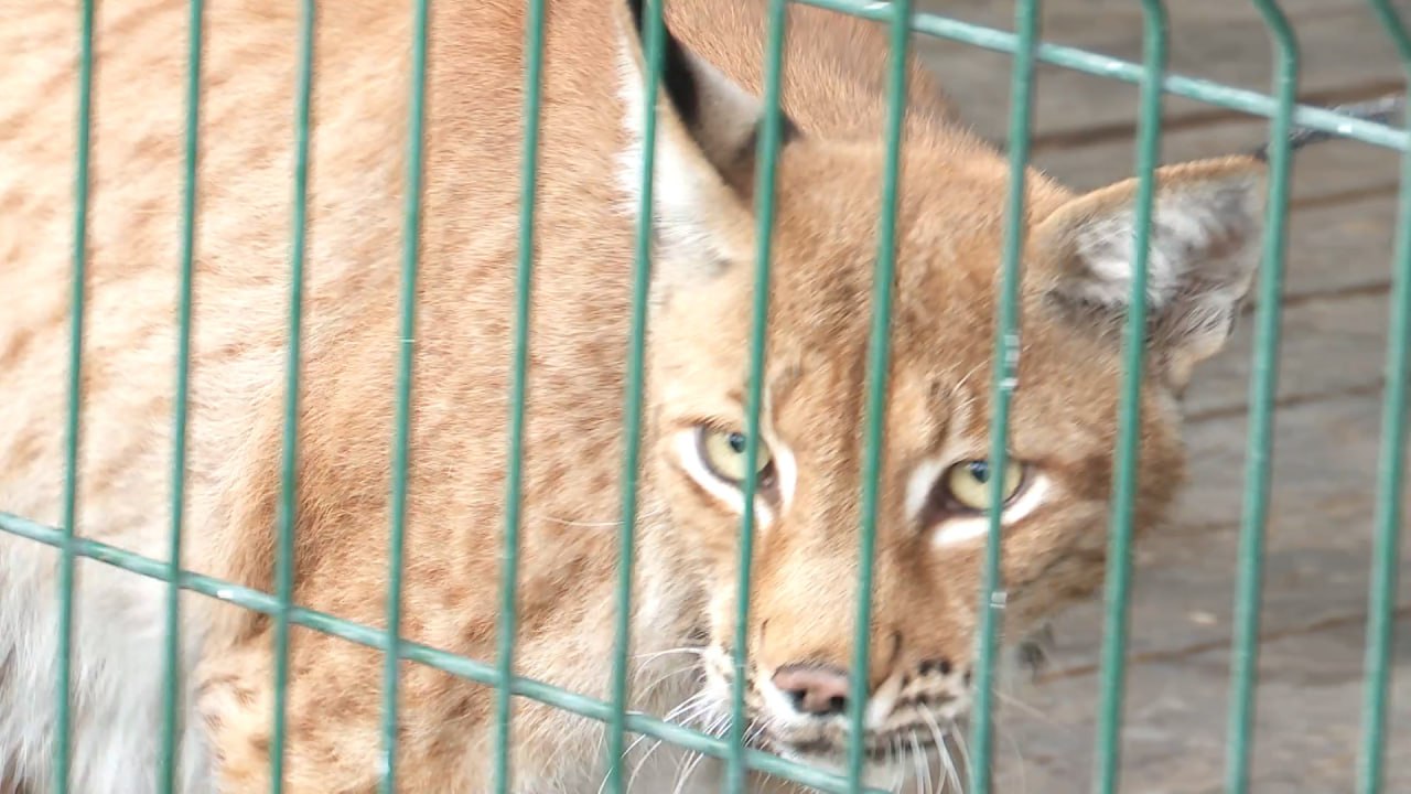 Почтовый штемпель с рысью выпустили в Челябинске смотреть онлайн