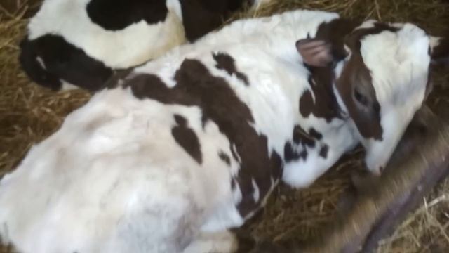 Привесы 2 кг в сутки - это вам не 1- апрельские шутки. смотреть онлайн