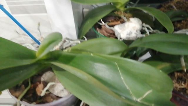 Вредители орхидей, котята...