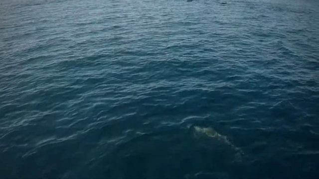 Bodumohora, Vaavu Atoll, Maldives (27/12/2018) смотреть онлайн