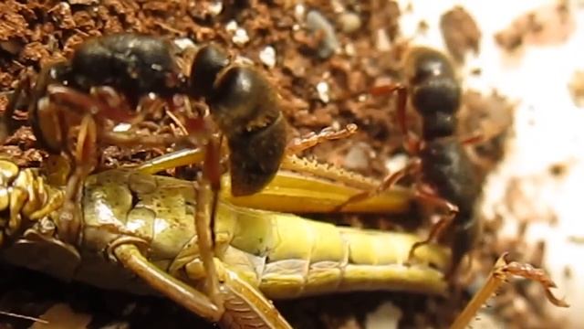 Pachycondyla rufipes и кобылка смотреть онлайн