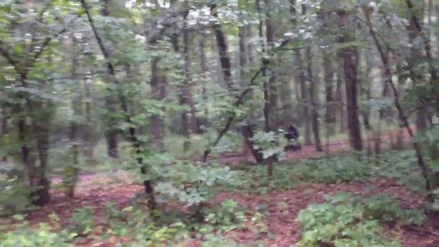 Бирюлевский дендропарк, район Бирюлёво-Восточное, Москва смотреть онлайн