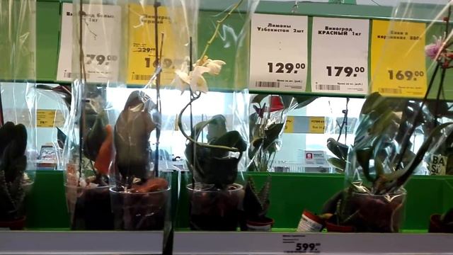 Магазин Пятёрочка продажа Орхидей смотреть онлайн