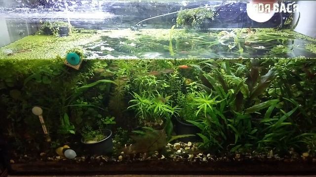 Как очистить стёкла аквариума от белого налёта! Удаление солевых и известковых отложений на стеклах смотреть онлайн