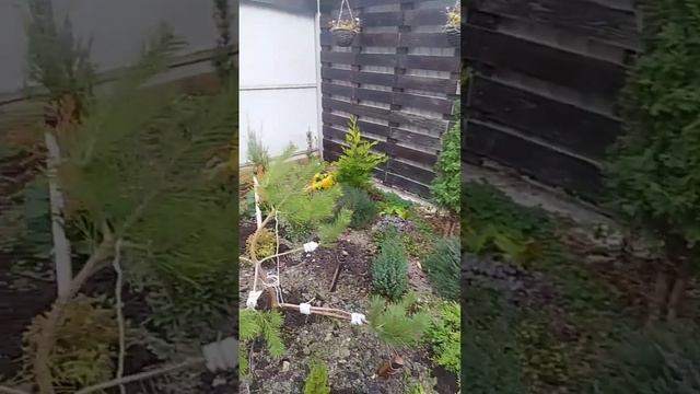 Вечнозеленые хвойные растения! Ноябрь 2022г. Закладка молодого сада! смотреть онлайн