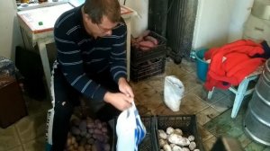 Как сохранить картофель до нового урожая !