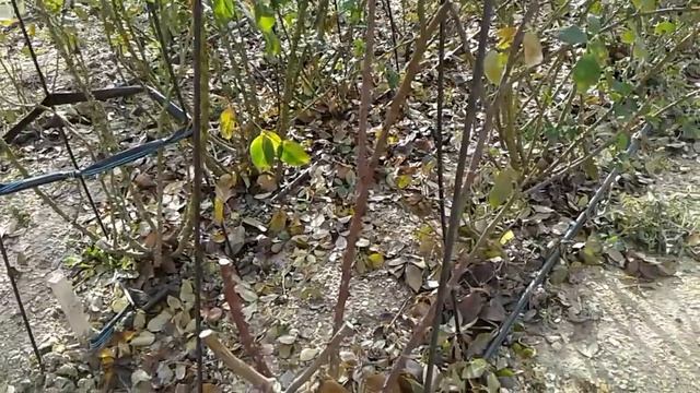 обрезка парковых роз,питомник роз Полины Козловой, интернет магазин саженцев роз rozarium.biz смотреть онлайн