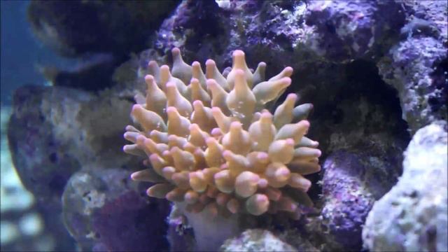 Feeding Bubble Tip Anemone смотреть онлайн