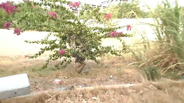 Lagerstroemia indica or Crape Myrtle flower Tree смотреть онлайн