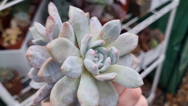 Echeveria Monroe Orange смотреть онлайн