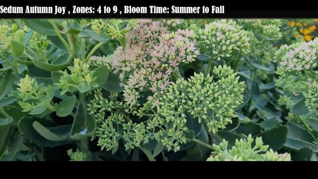 Fall Season Flowering Plants | All season perennials | Best Perennials For Summer To Fall blooming смотреть онлайн