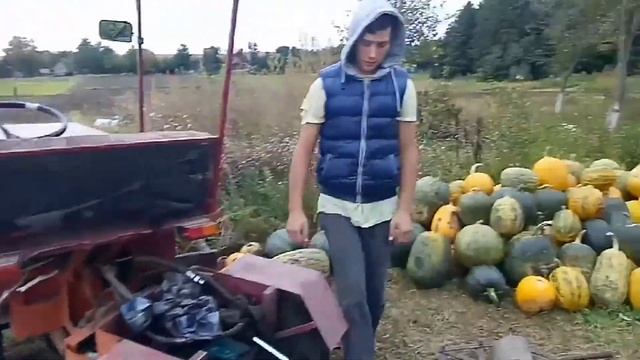 Посев пшеницы ручной Украинской сивалкой БИЗНЕС? смотреть онлайн