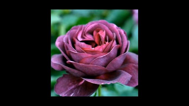 Роза 🌹💐 смотреть онлайн