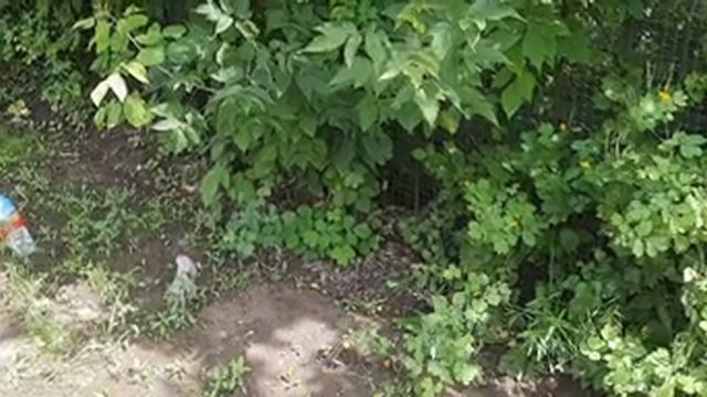 ?"Дачный сезон" Уход за растениями.Кабачки плодоносят.Внесение подкормки-кухонные отходы.Клубника. смотреть онлайн