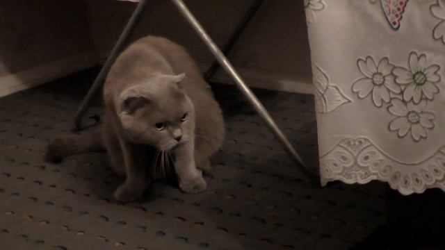 Хотели видео про беременную кошку, а получилось про кошку и собаку. смотреть онлайн