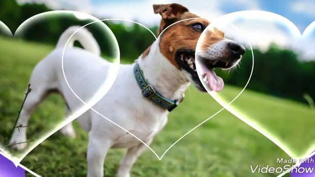 Топ 5 самых умных собак в мире!!! смотреть онлайн