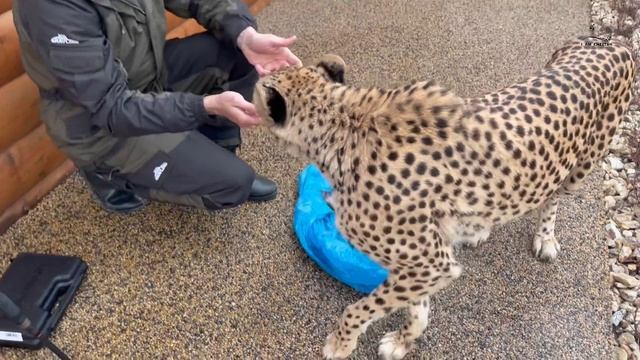 Герда получила много эмоций за одну прогулку! Интересная жизнь гепарда Герды!