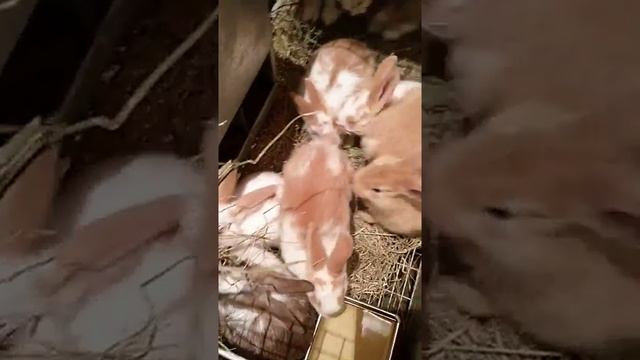 Скрещивание бургундского крола + с бабочкой = Поместные кролики смотреть онлайн