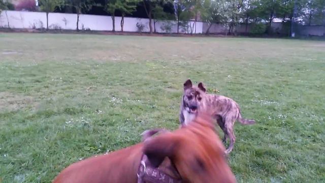 Гиена ручная смотреть онлайн