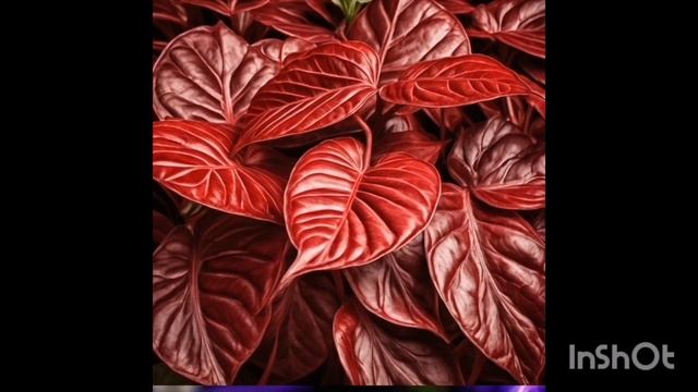 Цветы поздней осени смотреть онлайн