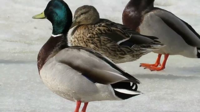 Утка крякает 1 секунду