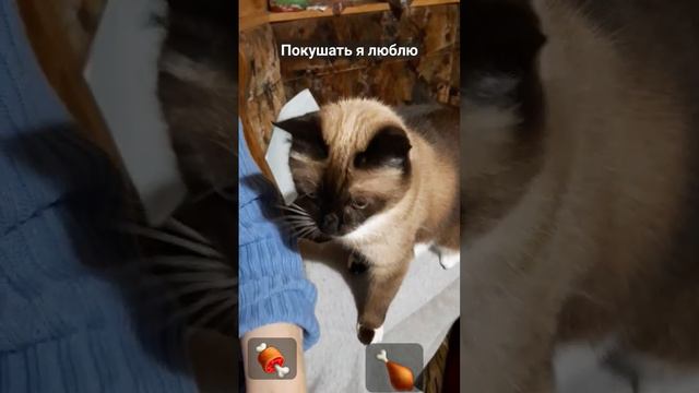 #лунка #любимка #тайская #игра #кот #животные #красота