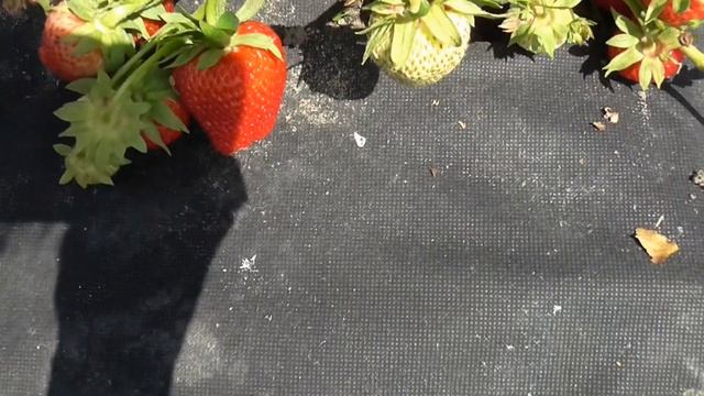 ДЕЛИ. Сорт клубники с очень хорошим вкусом. / мини-питомник КЛУБНИКА-МАЛИНА. смотреть онлайн