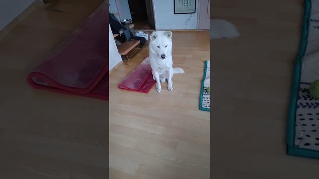 "눈 떠라, 문수야" Korean Dog 韓国犬 cães coreanos perros Корейские собаки Le chien coréen смотреть онлайн