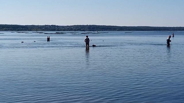 1000084759.mp4У озера "Плещеево" Переславля-Залесского 5 сентября 2024 года смотреть онлайн