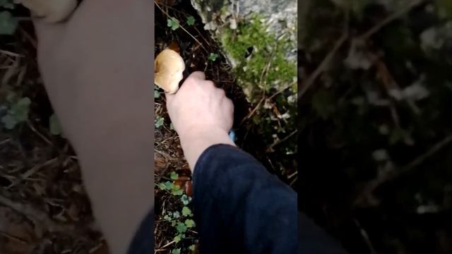 Грибы - по кайфу !!! смотреть онлайн