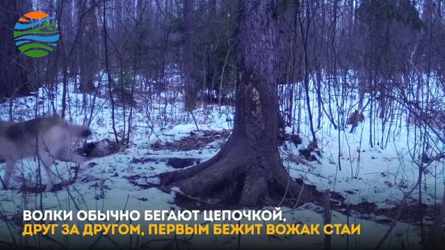 В Окском заповеднике в фотоловушку попала стая волков