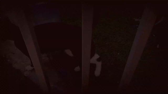 Не для слабонервных.... История Кота. Начало легенды. Часть первая. смотреть онлайн