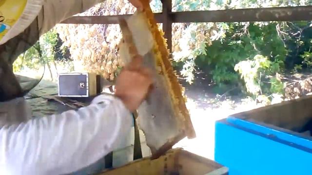 откачка меда смотреть онлайн