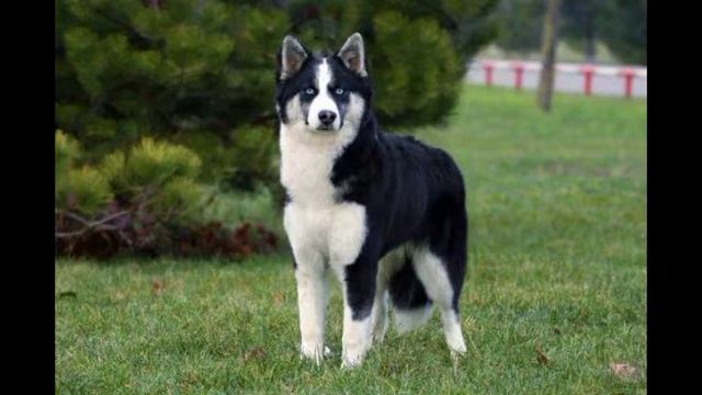 красивие и не обыкновенное питомец Якутская ЛАЙКА